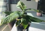 Bananenplanten Musa Dwarf Cavendish, Huis en Inrichting, Kamerplanten, Minder dan 100 cm, Fruitplant, In pot, Volle zon