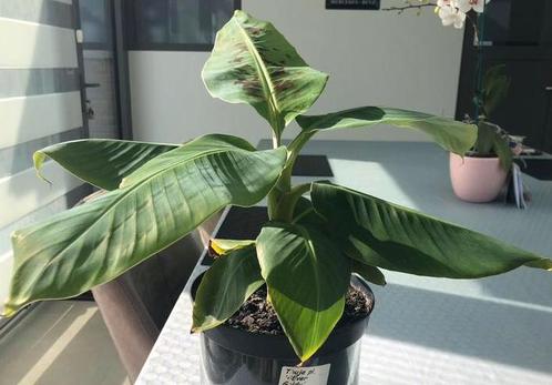 Bananenplanten Musa Dwarf Cavendish, Huis en Inrichting, Kamerplanten, Fruitplant, Minder dan 100 cm, Groene kamerplant, Volle zon