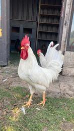 Jonge witte leghorns, Dieren en Toebehoren, Kip