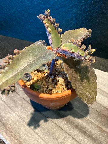Mini bommenwerper - Kalanchoë daigremontiana beschikbaar voor biedingen