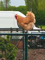 Orpinton haan, Dieren en Toebehoren