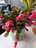 Lidcactus...zonder cachepot, Ophalen