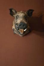 Taxidermie everzwijn, Ophalen