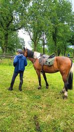 recreatie/ endurancepaard, Zadelmak, 160 tot 165 cm, 11 jaar of ouder, Recreatiepaard
