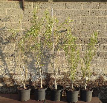 krul wilg/paasboom/ Salix babylonica ''tortuosa'' beschikbaar voor biedingen