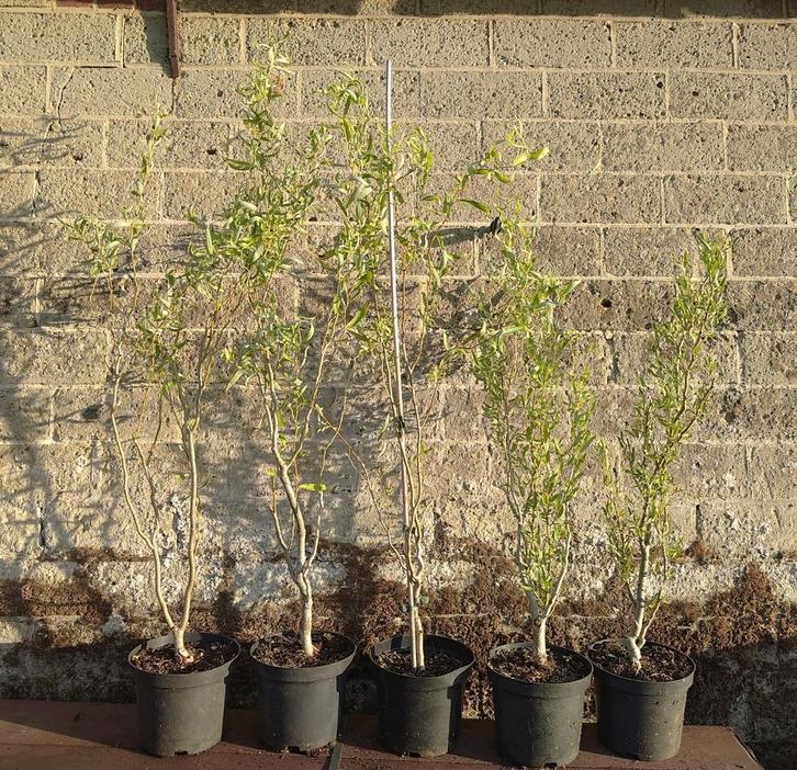 krul wilg/paasboom/ Salix babylonica ''tortuosa'', Tuin en Terras, Planten | Bomen, Overige soorten, 100 tot 250 cm, Volle zon