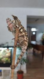 Kameleon, Dieren en Toebehoren, Hagedis, 0 tot 2 jaar