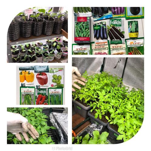 Plants à repiquer : tomat concombr auberg courgett etc, Jardin & Terrasse, Plantes | Jardin, Hiver