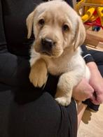 Blonde Labrador pups teefjes (ouders getest), Dieren en Toebehoren, Honden | Retrievers, Spaniëls en Waterhonden, België, Fokker | Hobbymatig