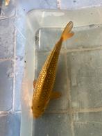 Ginrin chagoi 32 cm, Dieren en Toebehoren
