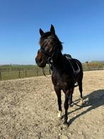 Onbeleerde ruin, Gechipt, Ruin, Dressuurpaard, 3 tot 6 jaar
