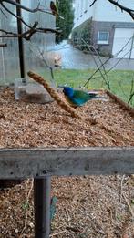 splendid parkieten.-blauwe, Dieren en Toebehoren, Mannelijk, Parkiet