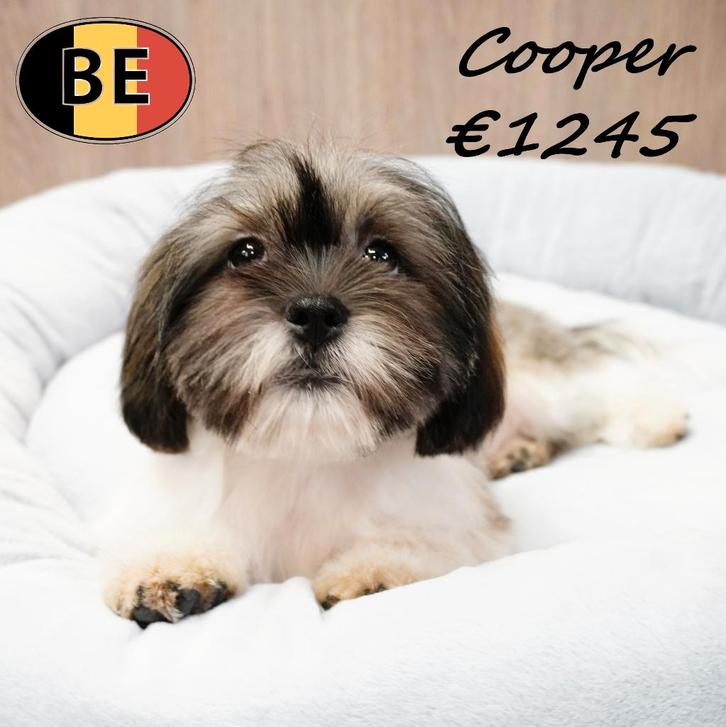Copper — chiot Shih Tzu doux et affectueux à vendre, Animaux & Accessoires, Chiens | Chihuahuas & Chiens de compagnie, Chien (mâle)