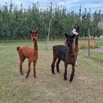 Jonge alpaca merries, Dieren en Toebehoren, Overige Dieren, Juni, Vrouwelijk