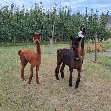 Jonge alpaca merries  beschikbaar voor biedingen