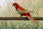 Rubino Rosella, Mannelijk, Parkiet, Geringd