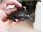 sultan pleco L264, Dieren en Toebehoren, Vissen | Aquariumvissen