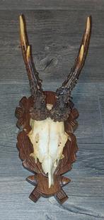 Crâne de chevreuil, Verzamelen, Dierenverzamelingen, Ophalen of Verzenden, Zo goed als nieuw, Hert, Schedel