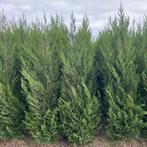 Leylandii kluit aan stuntprijzen!, Tuin en Terras, Ophalen