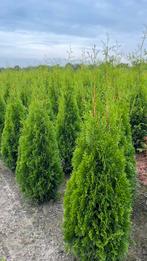 Thuja smaragd coniferen | Haagplanten met kluit, Enlèvement ou Envoi, Conifère, Haie