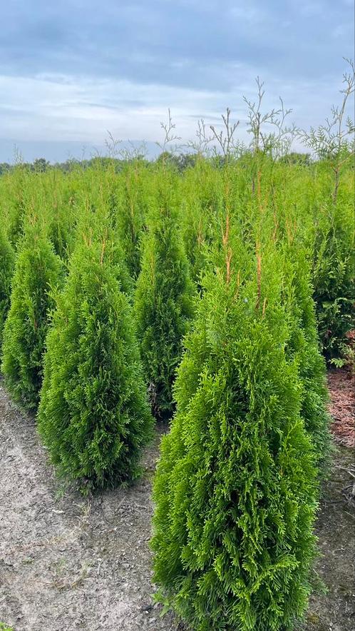 Thuja smaragd coniferen | Haagplanten met kluit, Jardin & Terrasse, Plantes | Arbustes & Haies, Haie, Conifère, Enlèvement ou Envoi