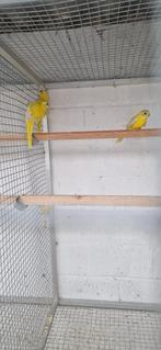goudgele cinnamon turquoisine 2025, Dieren en Toebehoren, Meerdere dieren, Parkiet, Geringd