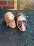 2 mannetjes cavia’s, Mâle, Domestique, Novembre, Cobaye
