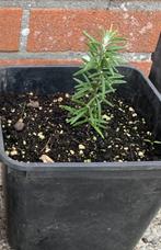 Rosmarinus Officinalis, Ophalen, Vaste plant, Kruiden