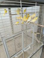 Kanaries, Dieren en Toebehoren