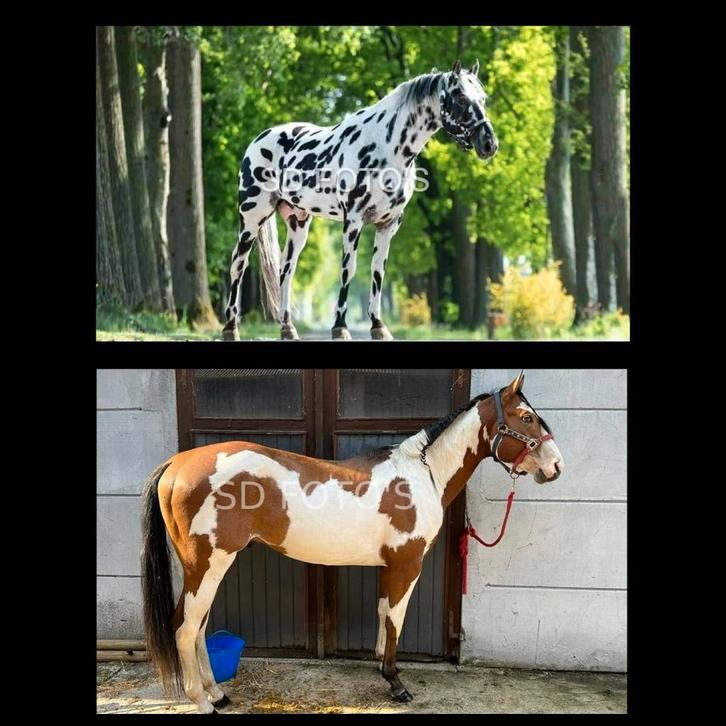 Appaloosa en Paint dekhengsten aangeboden, Animaux & Accessoires, Chevaux, Étalon, M, Avec pedigree, Avec puce électronique, Vermifugé