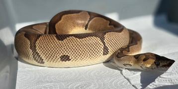 1.0 enchi blade clown Proven breeder beschikbaar voor biedingen