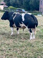Dekstiek te koop ., Dieren en Toebehoren, Runderen, 3 tot 6 jaar