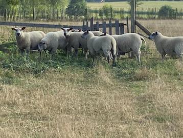 Bleu du maine kruising Ram, Mâle, Mouton, 0 à 2 ans