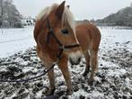 Haflinger Paard te koop, Animaux & Accessoires, Chevaux, Hongre