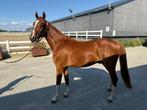 Te Koop: Veelbelovende 2-jarige Hengst, Dieren en Toebehoren, Paarden, Springpaard, Gechipt, 0 tot 2 jaar, Hengst