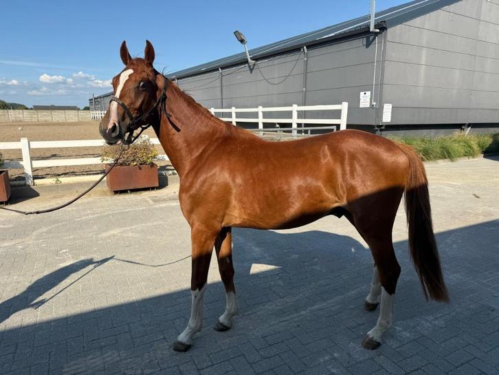 Te Koop: Veelbelovende 2-jarige Hengst, Dieren en Toebehoren, Paarden, Hengst, Onbeleerd, 160 tot 165 cm, 0 tot 2 jaar, Springpaard