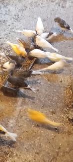 Canaris, Enlèvement