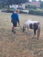 GEZOCHT PONY, Meerdere dieren, Onbeleerd, A pony (tot 1.17m), Recreatiepony