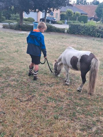 GEZOCHT PONY, Plusieurs animaux, Non dressé, Poney A (jusqu'à 1.17 m), Poney de récréation