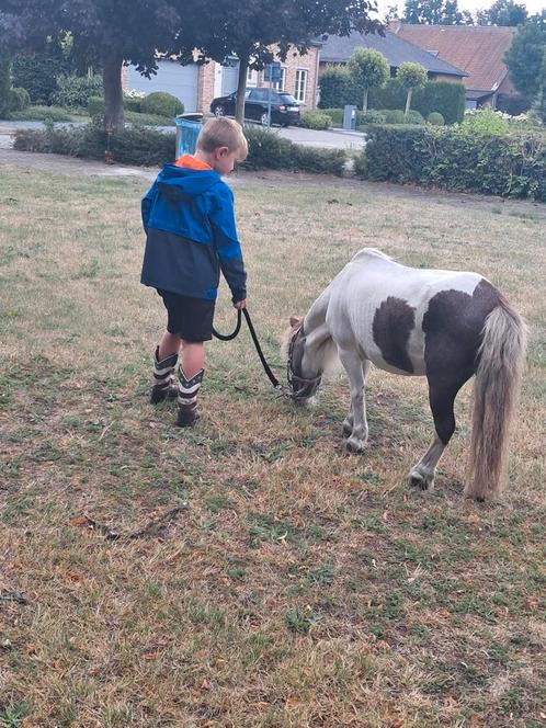 GEZOCHT PONY, Dieren en Toebehoren, Pony's, Meerdere dieren, Onbeleerd, A pony (tot 1.17m), Recreatiepony