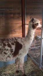 Appaloosa alpaca merrie, Dieren en Toebehoren, Mei, Vrouwelijk