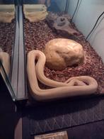 Albino Red Tale Boa Constrictor, Dieren en Toebehoren, Slang, Met terrarium, 0 tot 2 jaar