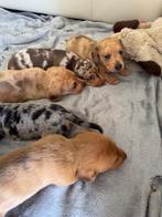 Apart mooie dwergteckeltjes, Animaux & Accessoires, Chiens | Teckels & Bassets, Poils courts, Parvovirose, 8 à 15 semaines, Plusieurs