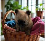 Pomchi teefje, Dieren en Toebehoren, Honden | Chihuahua's en Gezelschapshonden, België, Particulier, CDV (hondenziekte), 8 tot 15 weken