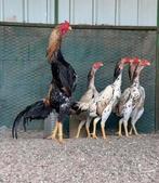 search lot o-shamo and aseel parrot zoek lot o-shamo, Dieren en Toebehoren, Meerdere dieren, Kip