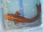 Koi te koop (50cm), Dieren en Toebehoren, Vissen | Vijvervissen, Karper of Koi