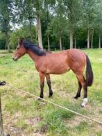 Jaarling emerald x eldorado x Vigo D’Arsouilles, Dieren en Toebehoren, Paarden, Springpaard, 0 tot 2 jaar, Hengst, Onbeleerd