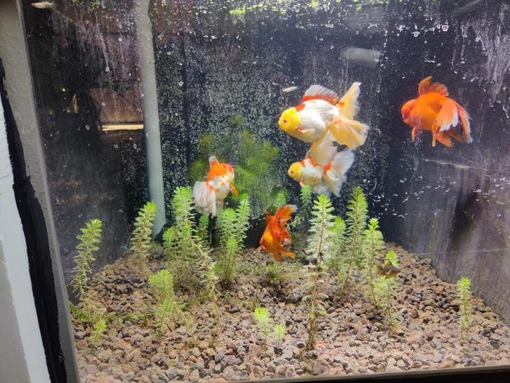 Quarantaine bak/winterverblijf, Dieren en Toebehoren, Vissen | Aquaria en Toebehoren, Zo goed als nieuw, Ophalen