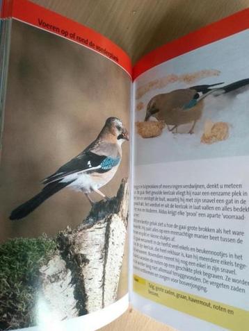 boek: vogels observeren bij de voederplaats/Detlef Singer beschikbaar voor biedingen