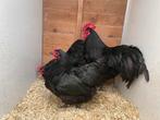 Haan met 2 hennen zwarte australorp, Dieren en Toebehoren, Pluimvee